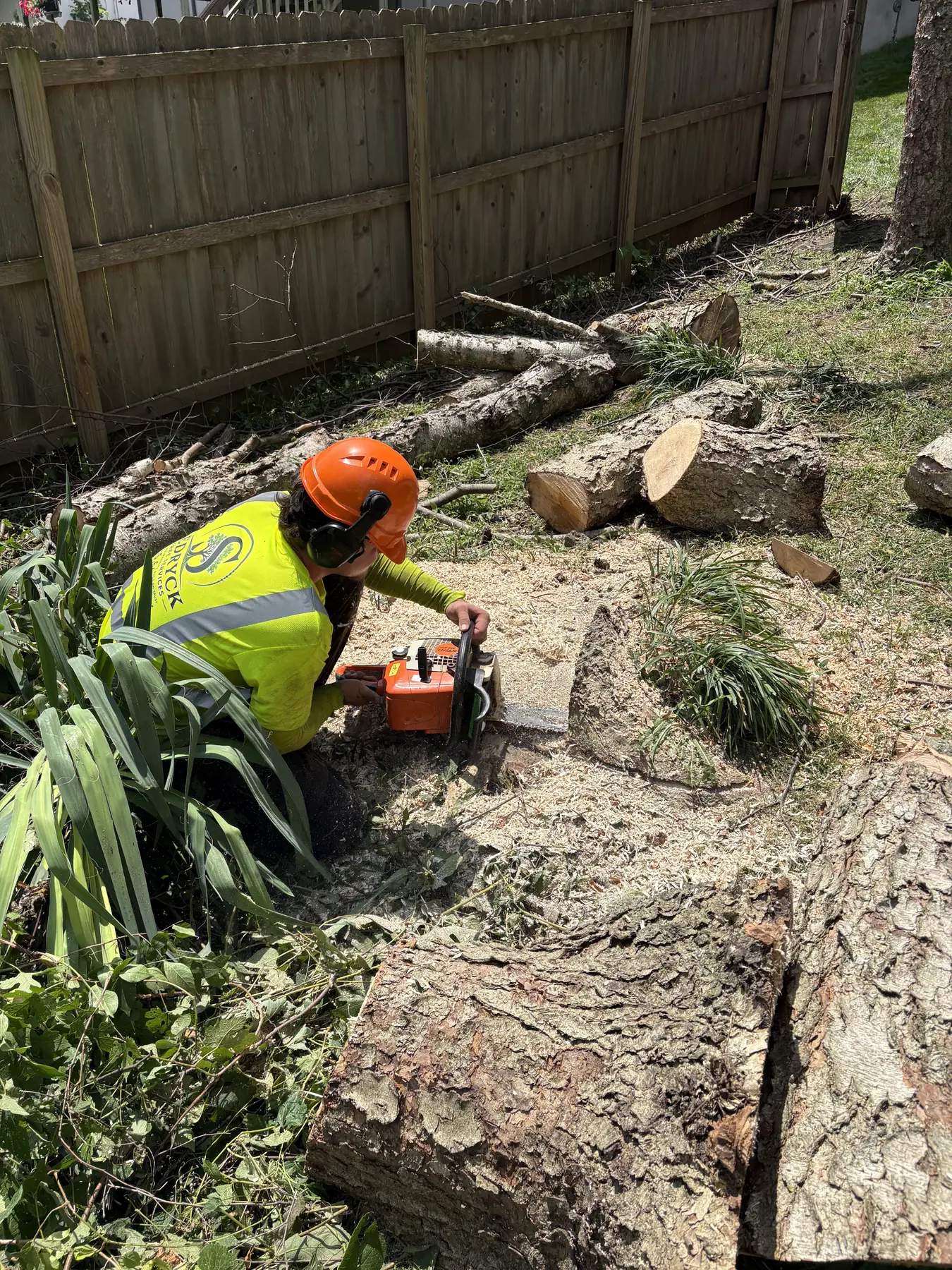 Tree worker cutting a large log section with a chainsaw