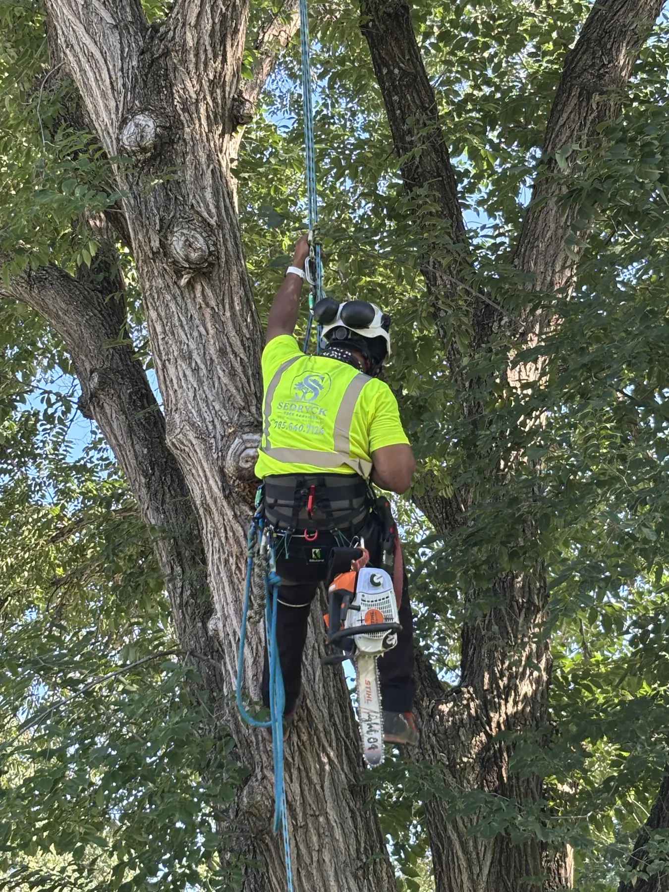 Tree climber secured beside a large trunk with saw and ropes
