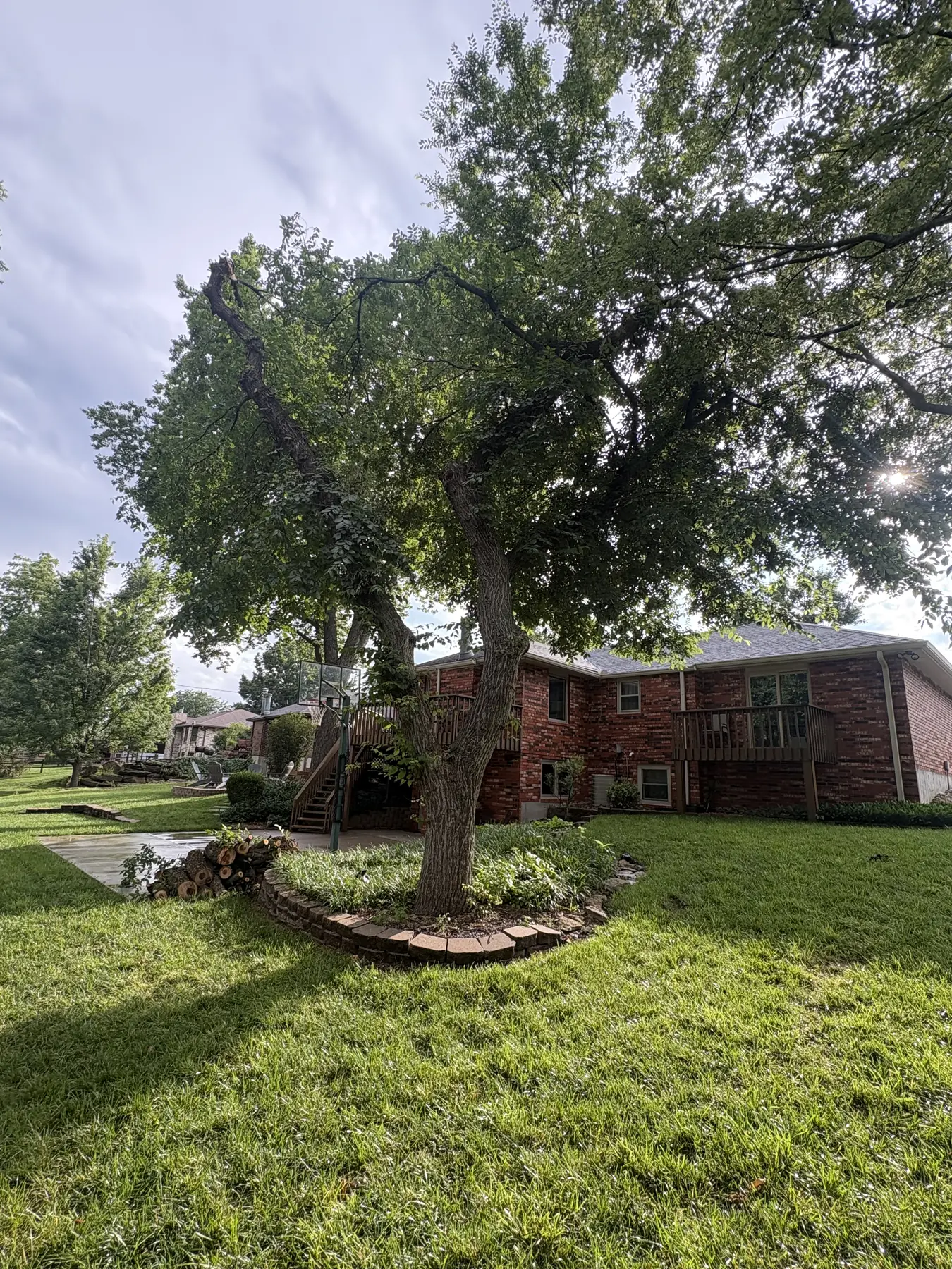 Residential lawn with cut tree sections and stump area