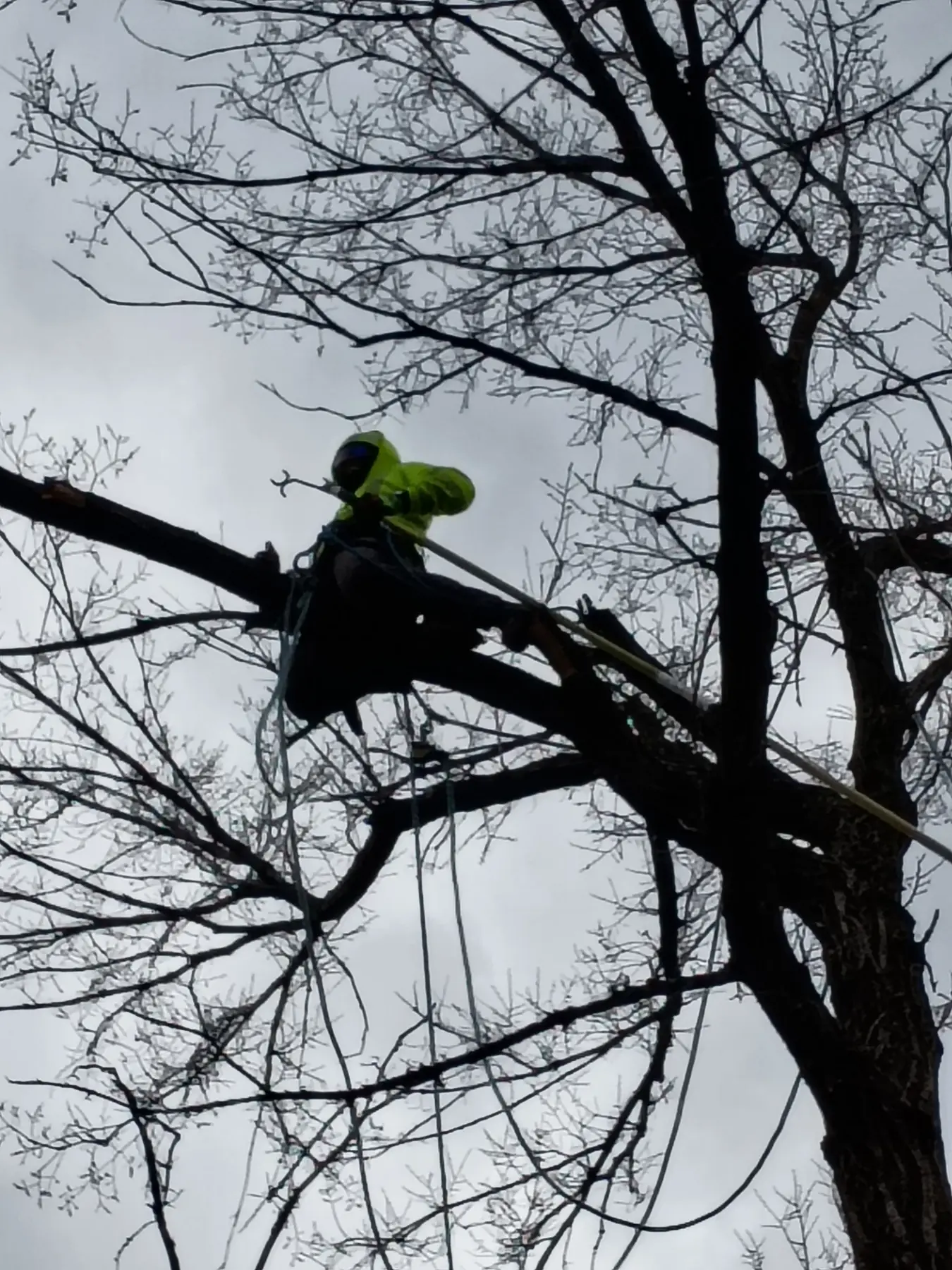 Sedryck Tree Services climber working on large bare winter limbs