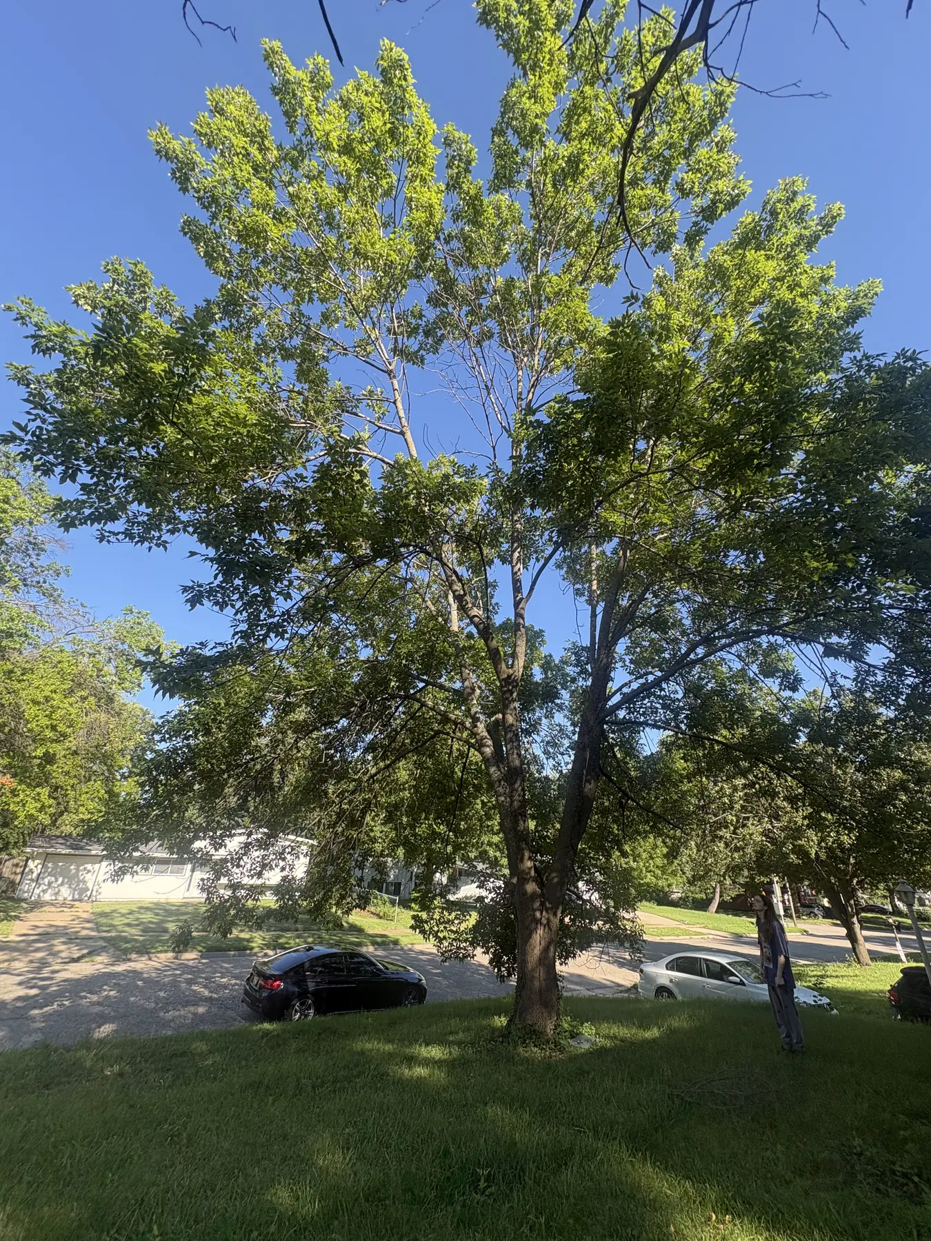 Large residential tree with selected branches removed