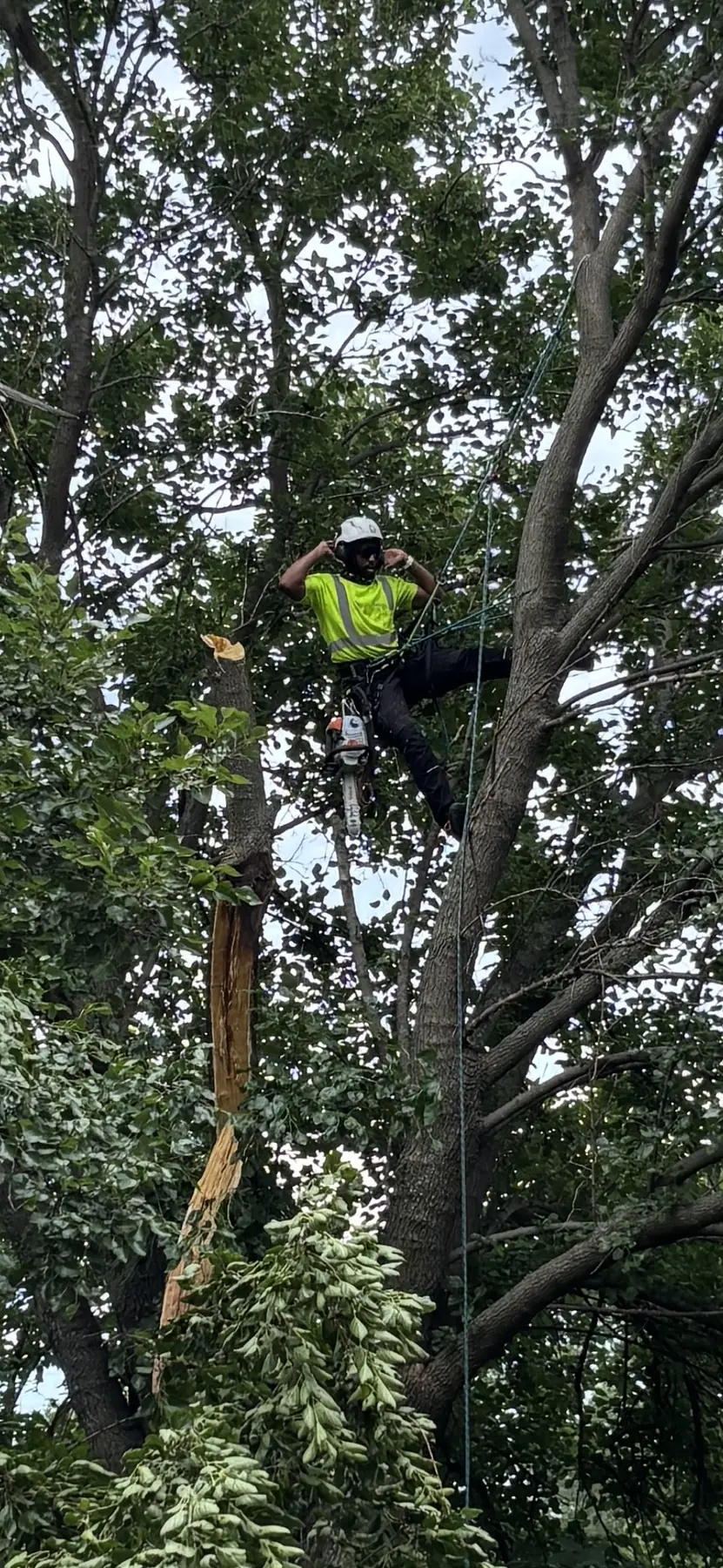 Tree climber cutting a section while supported by ropes