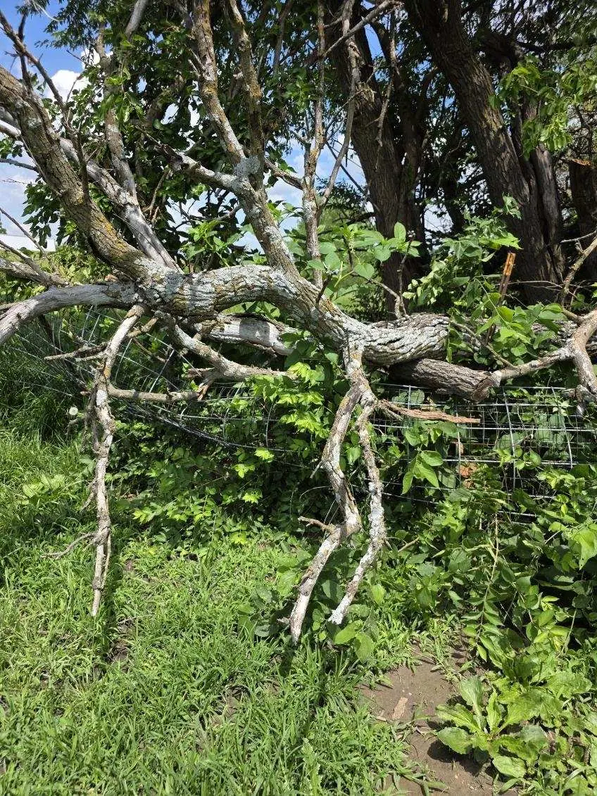 Large fallen tree limb resting across vegetation and fencing
