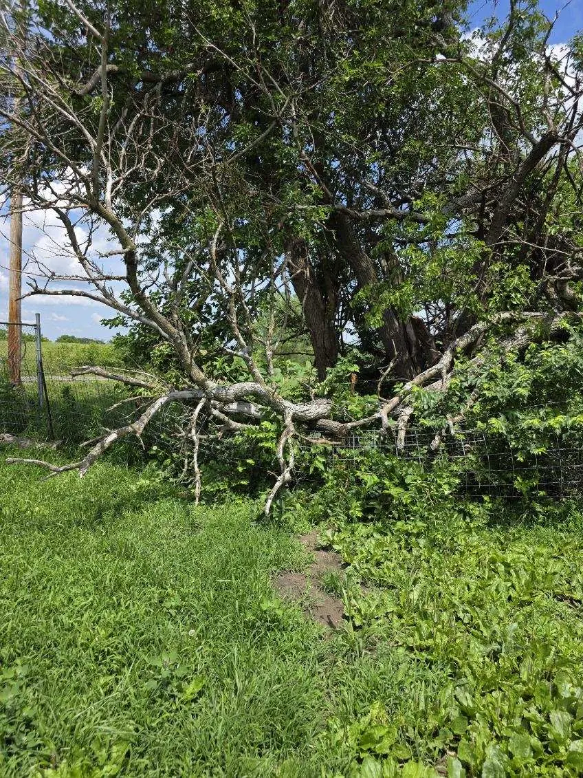 Storm-broken branches covering a grassy property edge