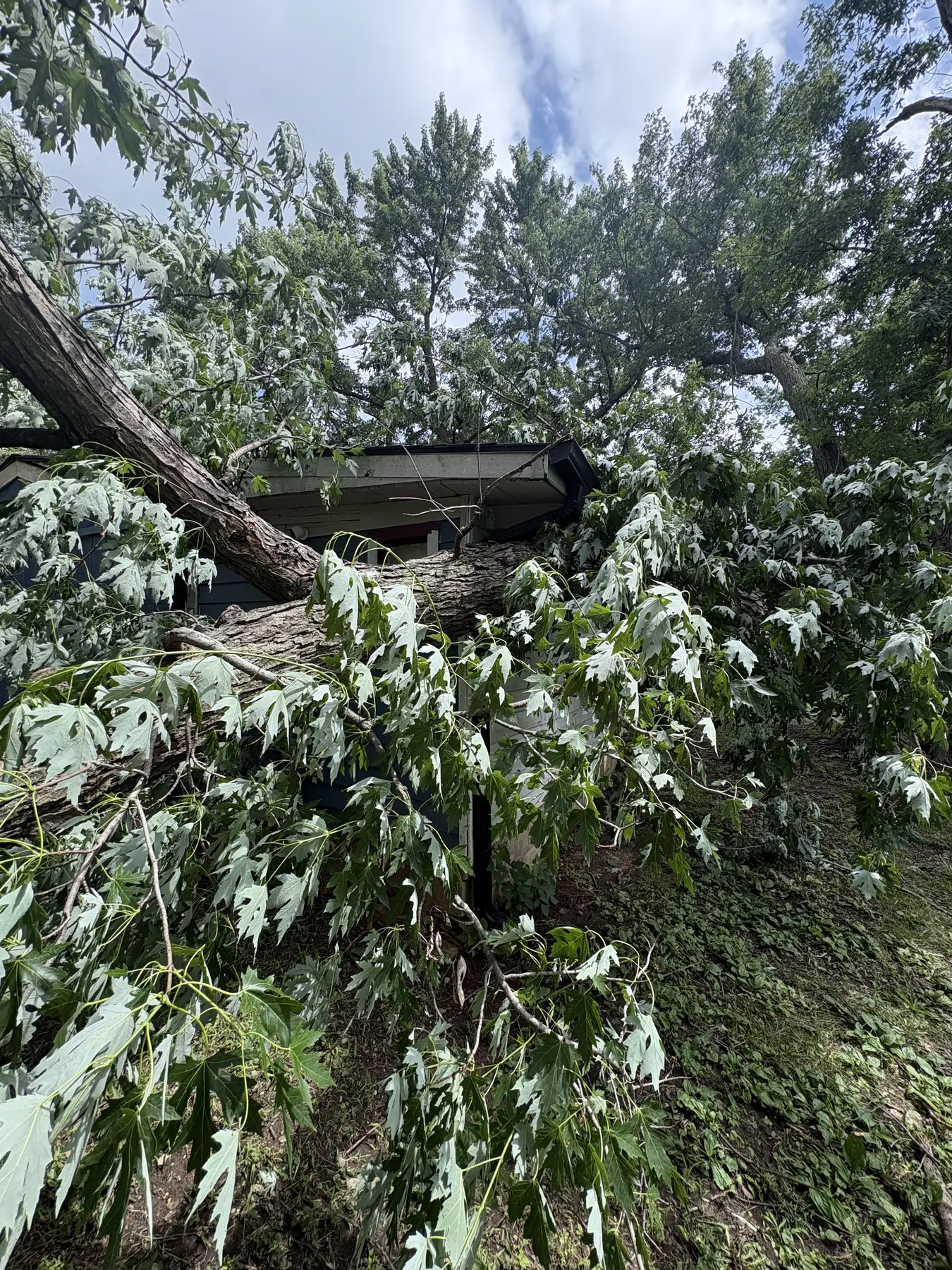 Large broken leafy limb resting beside a structure