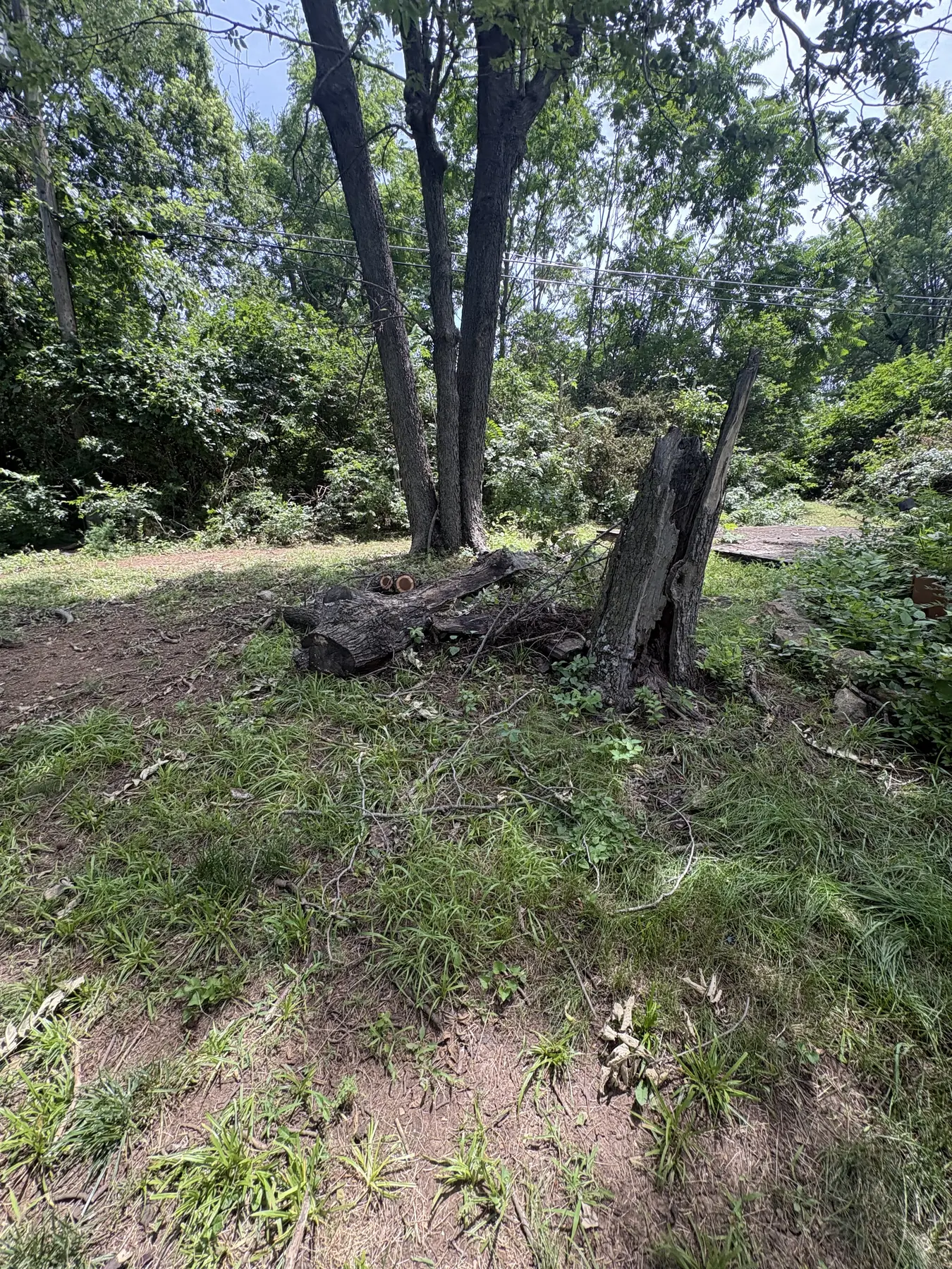 Cut stump and storm debris beside standing trees