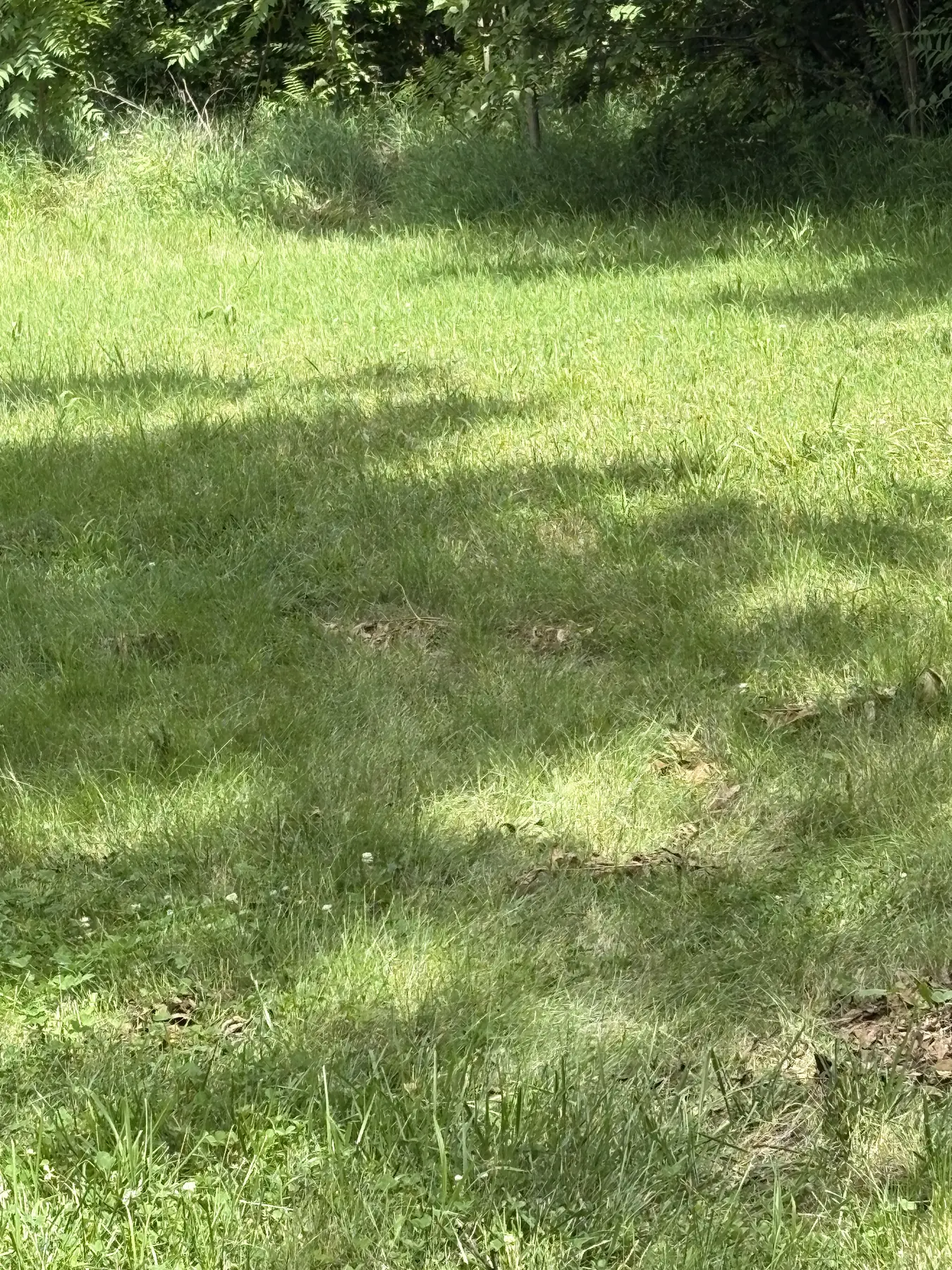 Low stump remaining in grass after tree removal