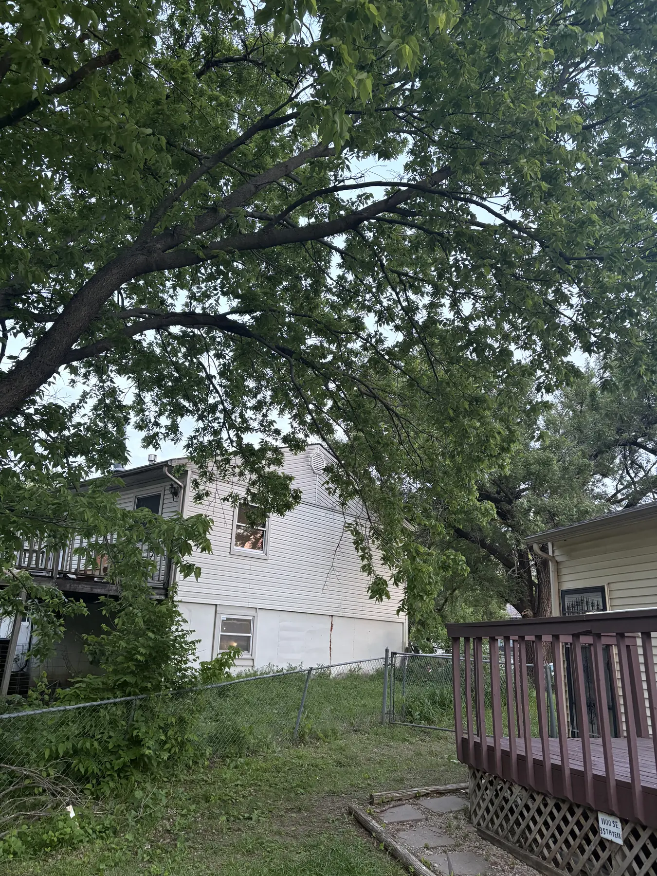 Mature tree growing close to a home and neighboring structures