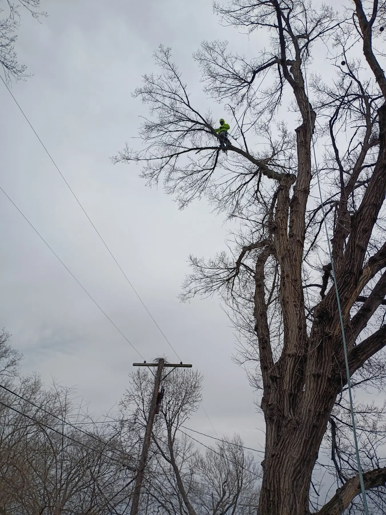 Tall tree branches near overhead utility lines and a pole