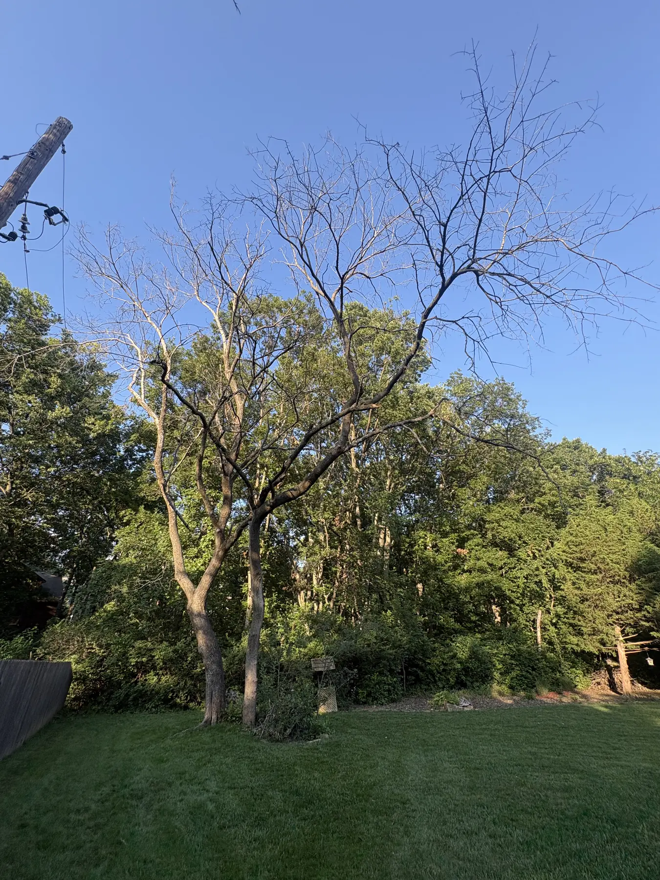 Tall tree canopy photographed after branch work