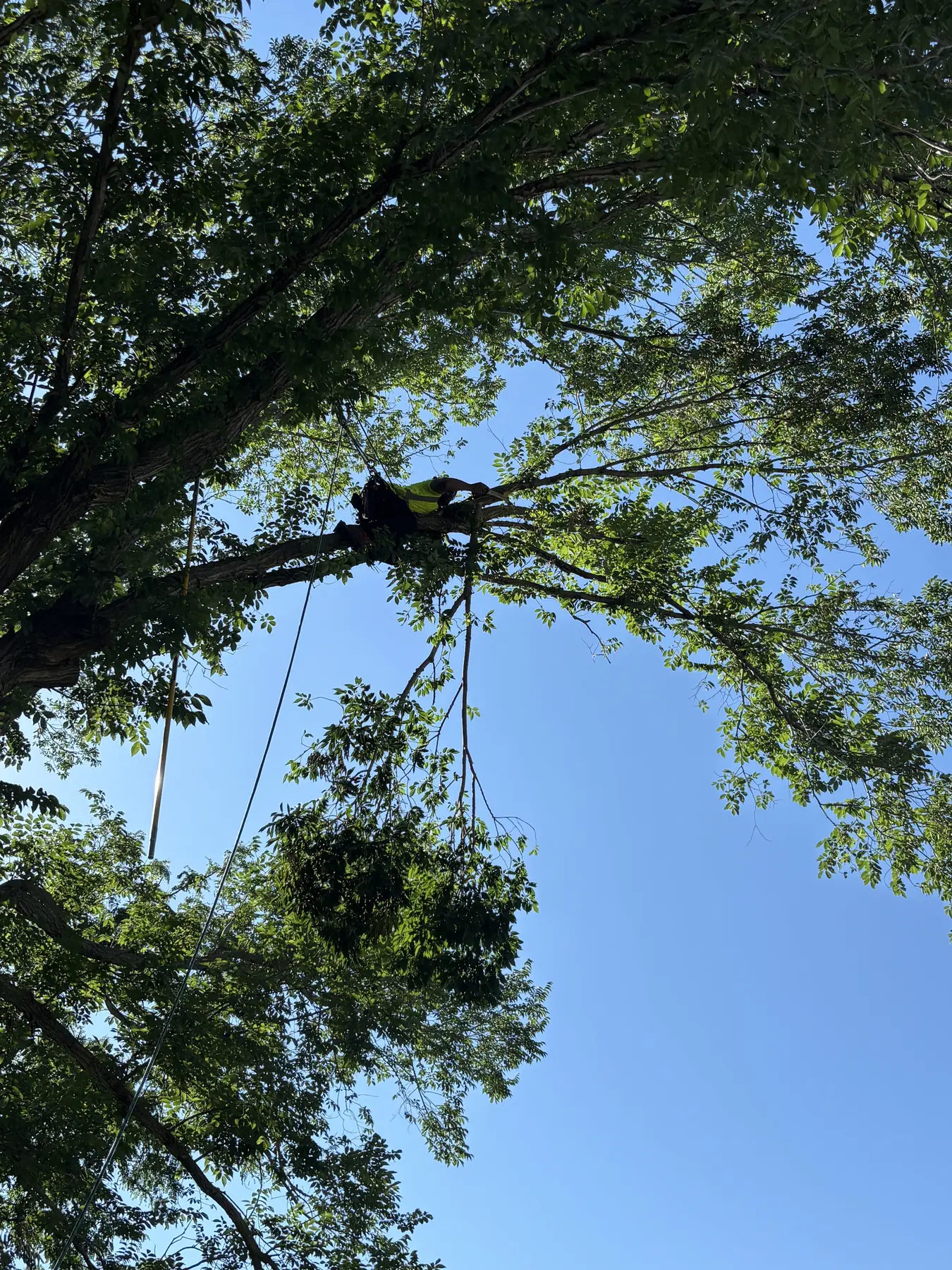 Worker and rigging rope positioned on a large tree limb