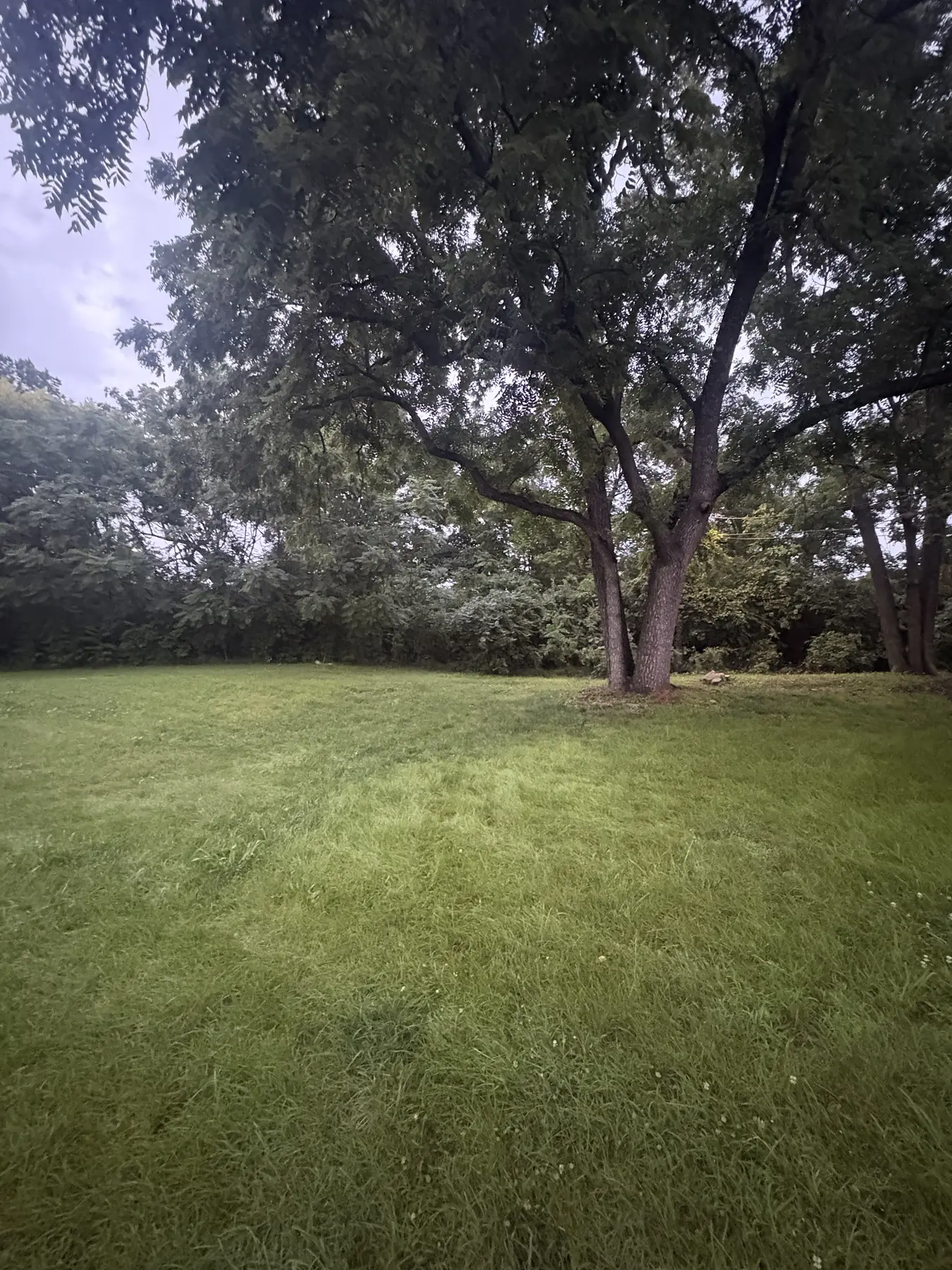 Maintained lawn with mature shade trees