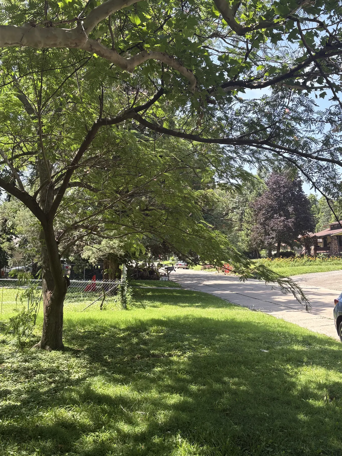 Mature residential shade tree canopy over a maintained lawn and street