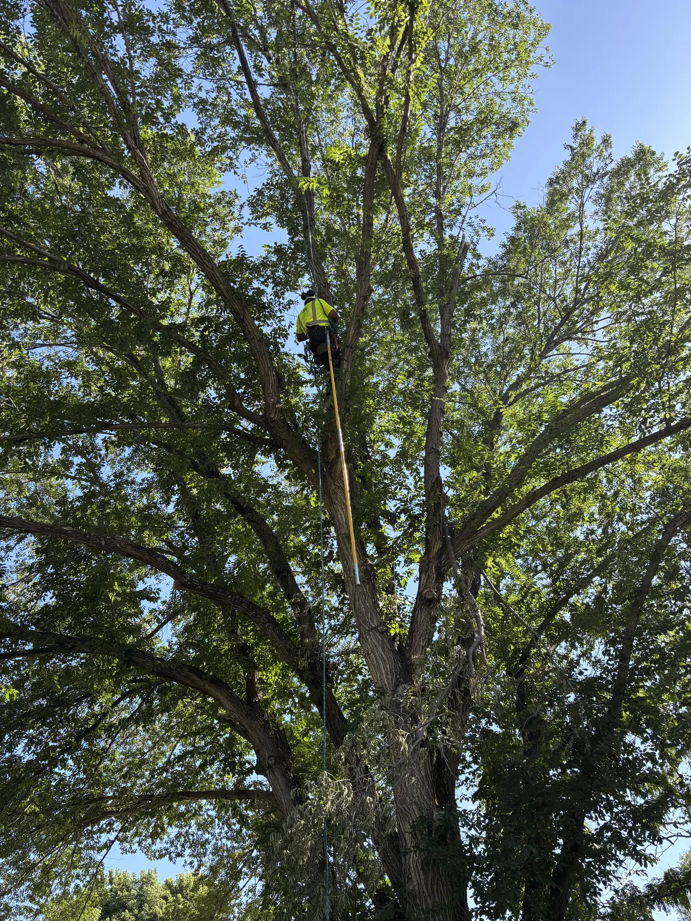 Climber ascending through a mature tree canopy