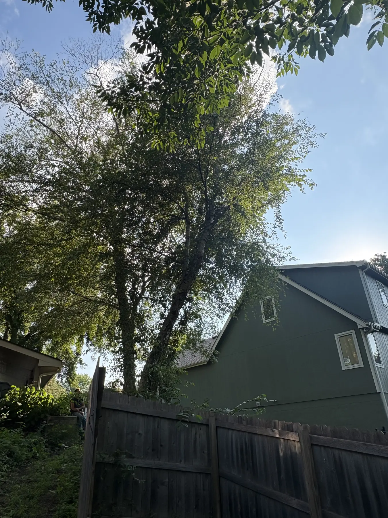 Tall tree beside a two-story home during removal planning