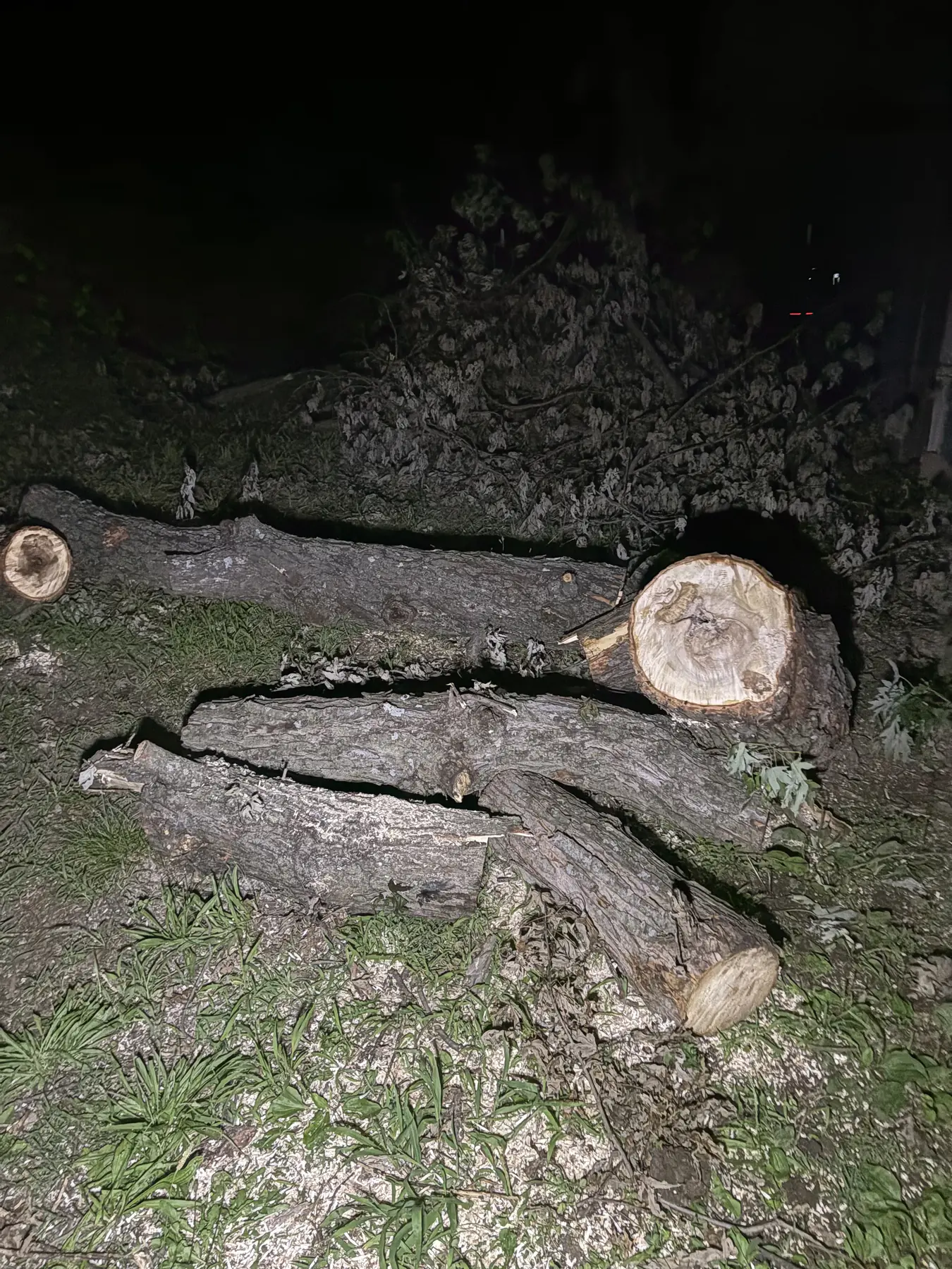 Freshly cut log rounds from a tree removal