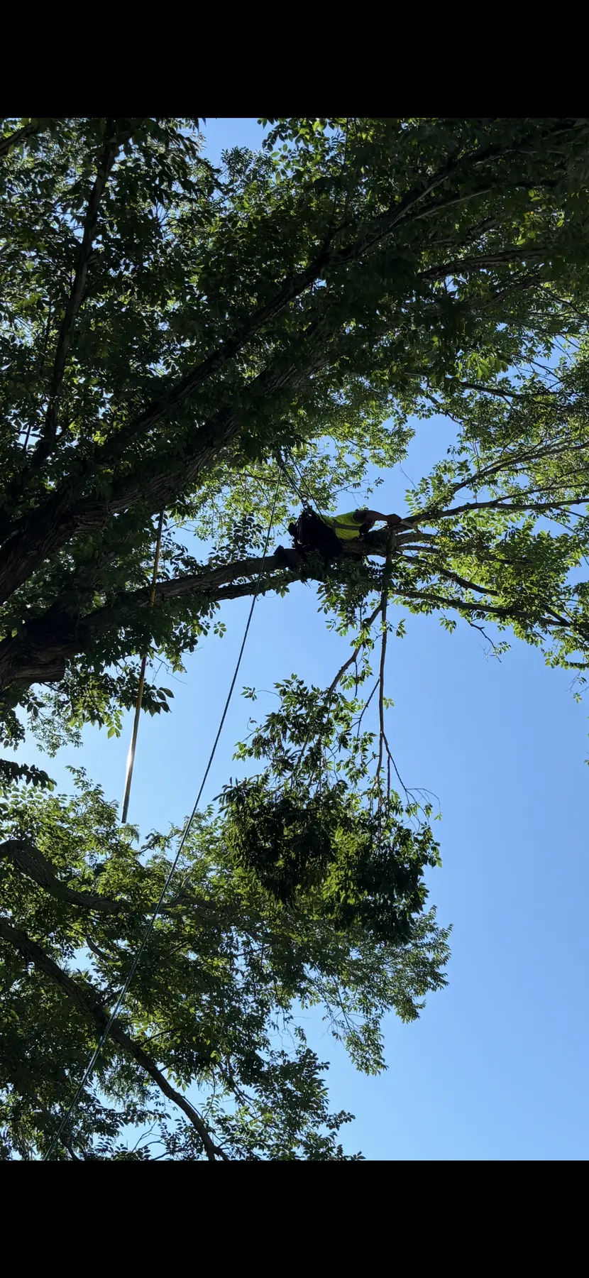 Tree climber and rigging line visible against a blue sky