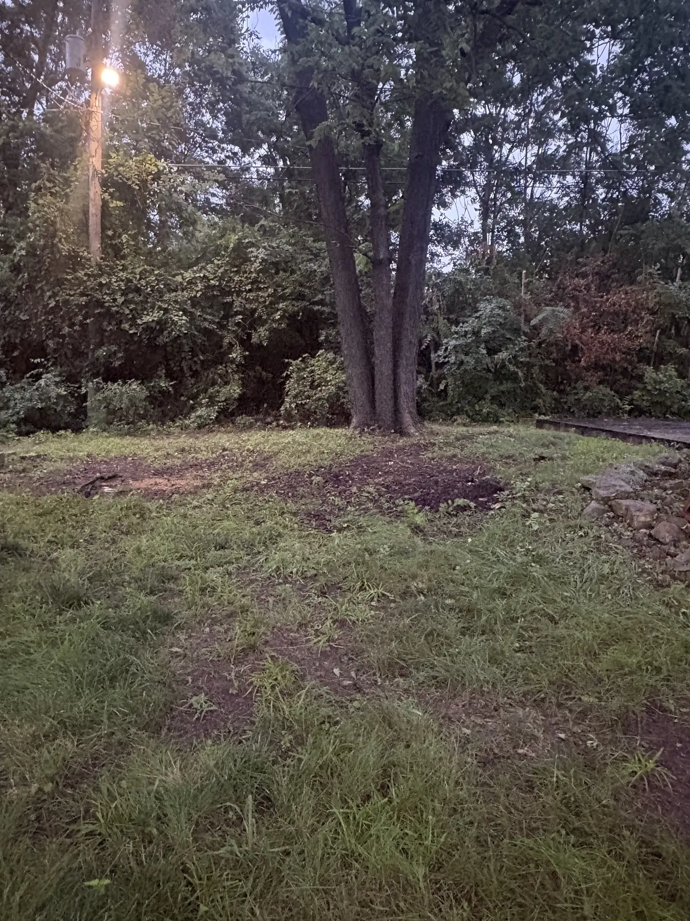 Residential lawn and tree line after cleanup