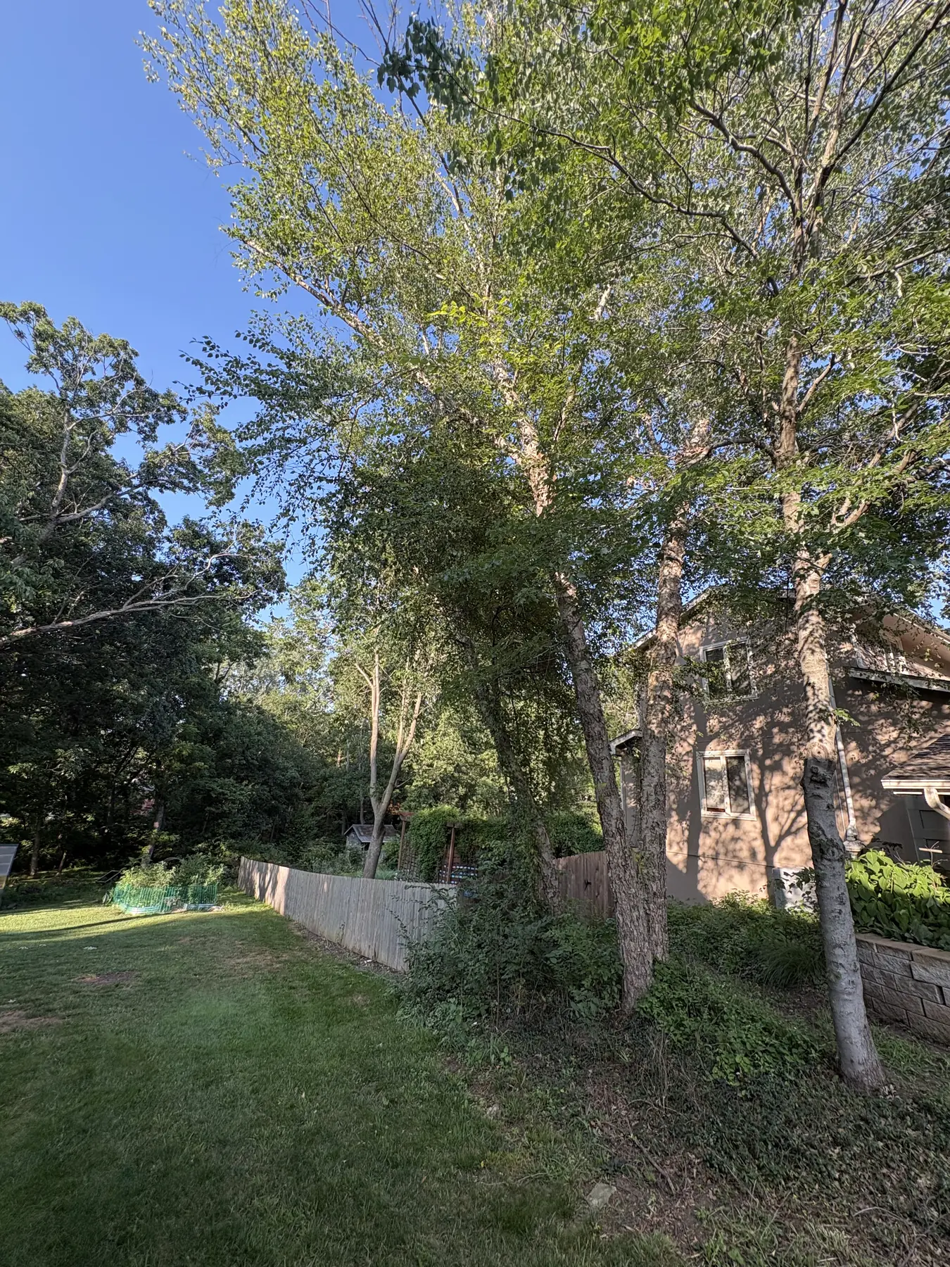 Mature trees lining a residential fence and yard