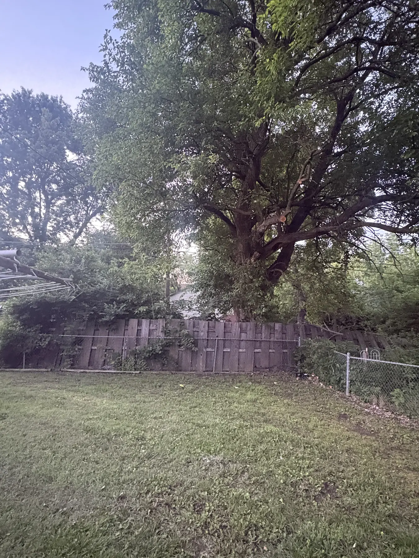Trees and dense growth along a residential fence line before selective clearing
