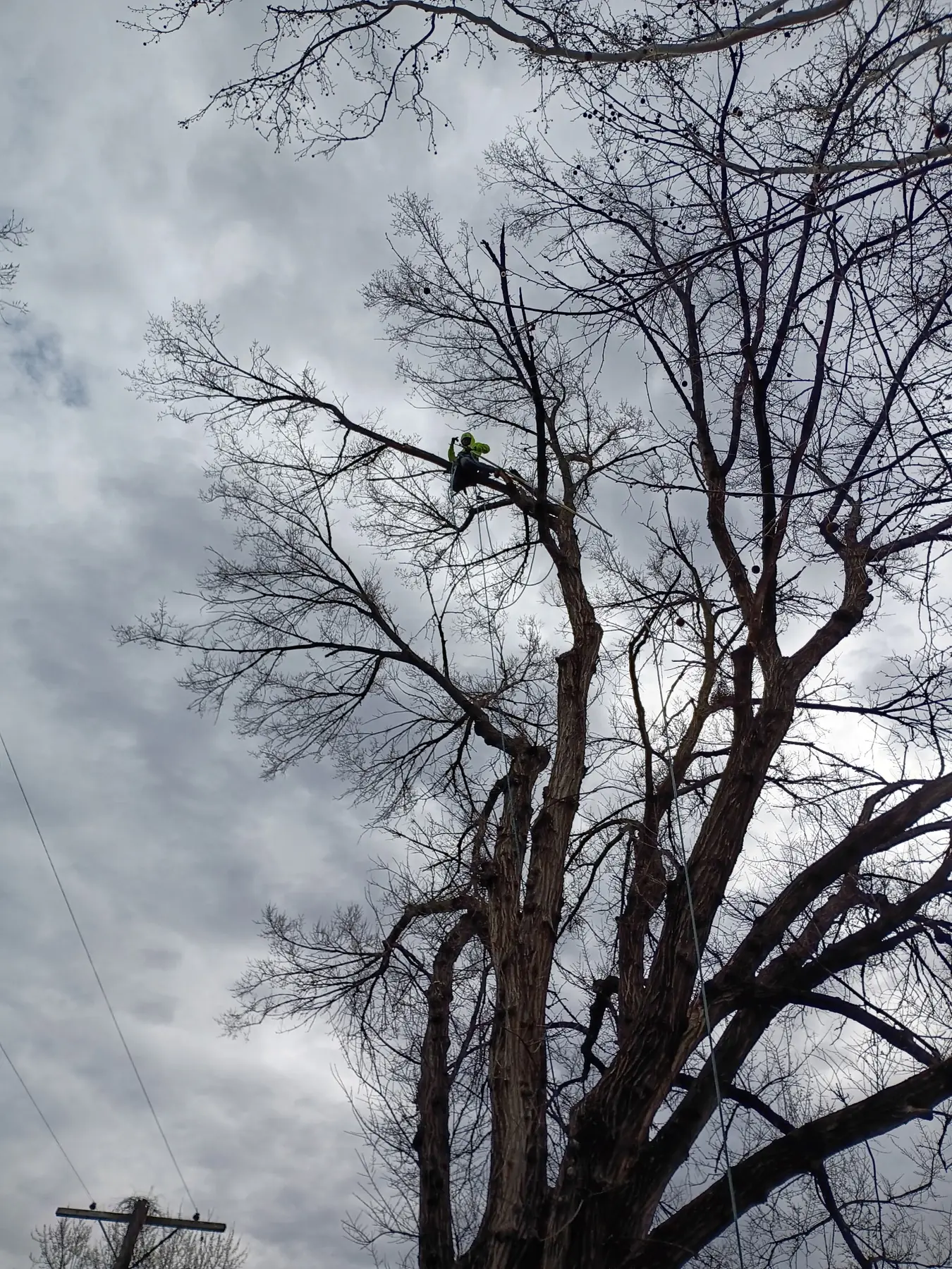 Climber visible high in a bare tree near overhead lines